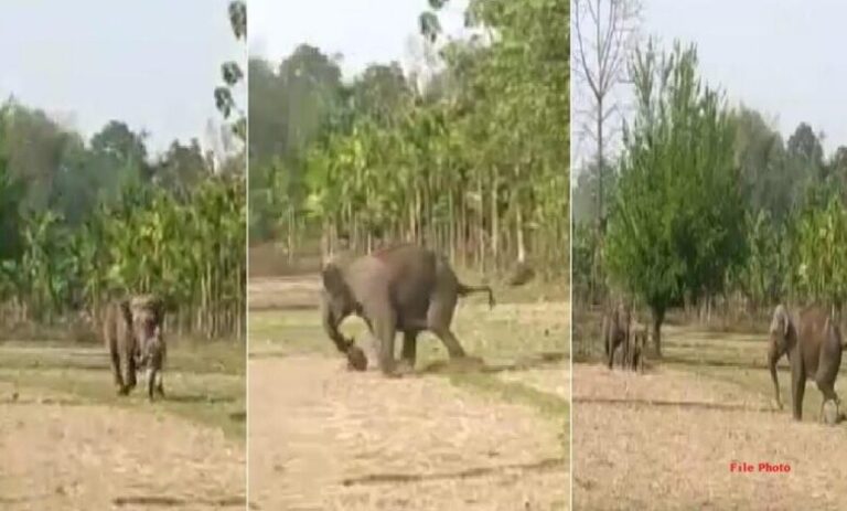haathi