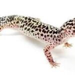 leopard gecko 00