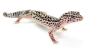 leopard gecko 00