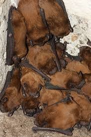 BAT 00