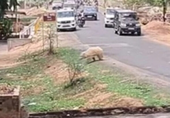 BEAR