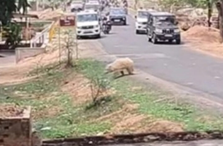 BEAR