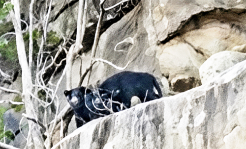 BEAR