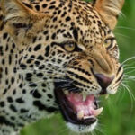 leo