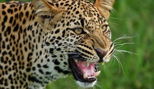 leo