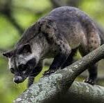 palm civet 00