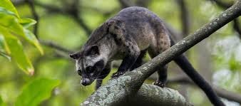 palm civet 00