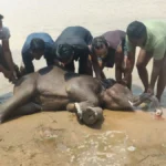 HAATHI