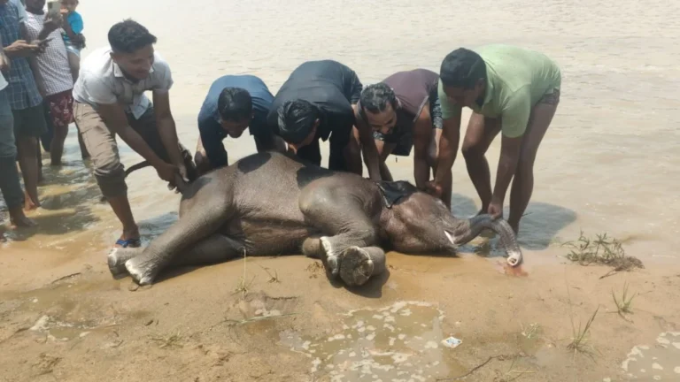 HAATHI