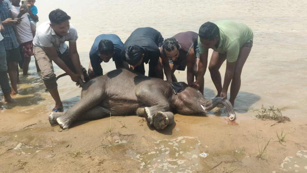 HAATHI