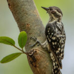 WOODPECKER