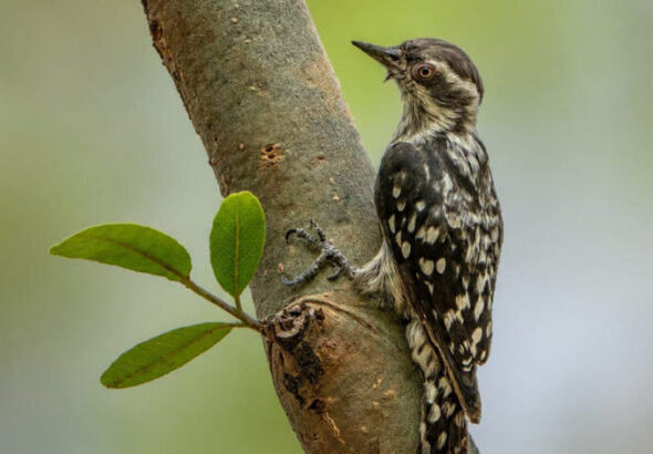 WOODPECKER