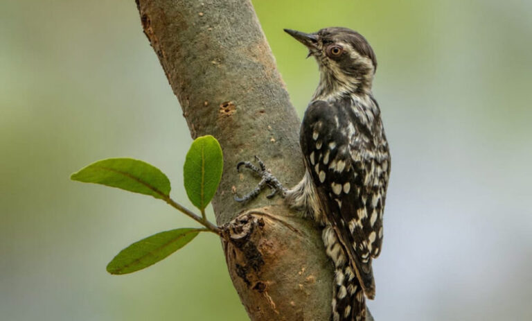 WOODPECKER