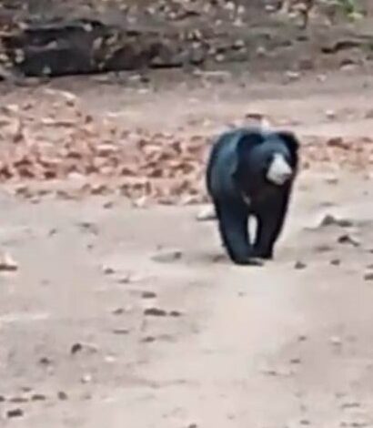 bear