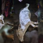 cow