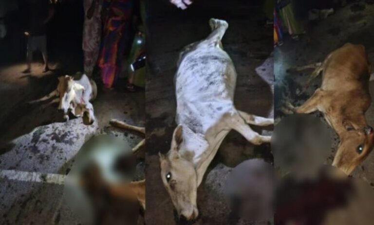 cow