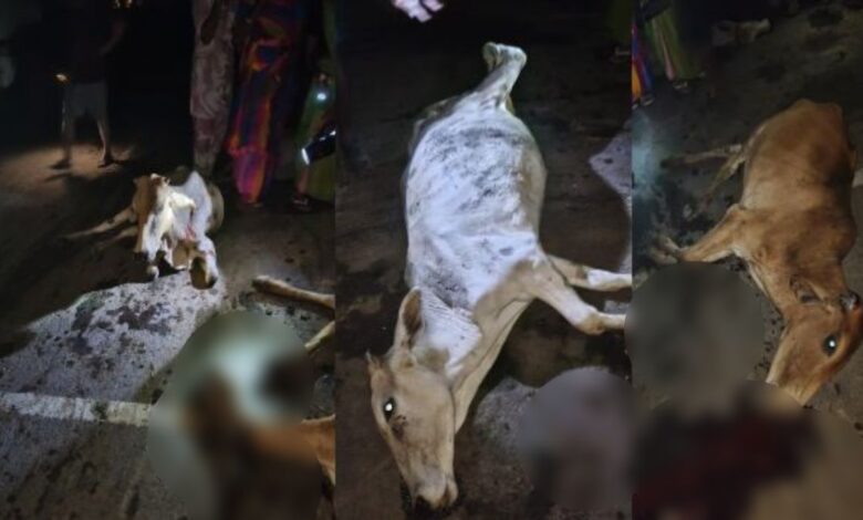 cow