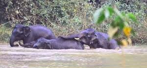 elephant 00