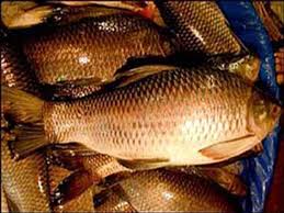fish