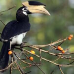 hornbill