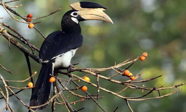 hornbill