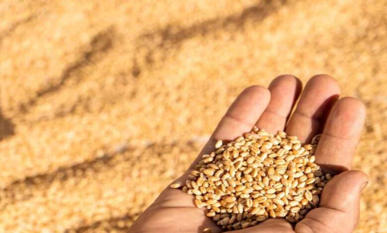 wheat