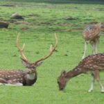 CHITAL