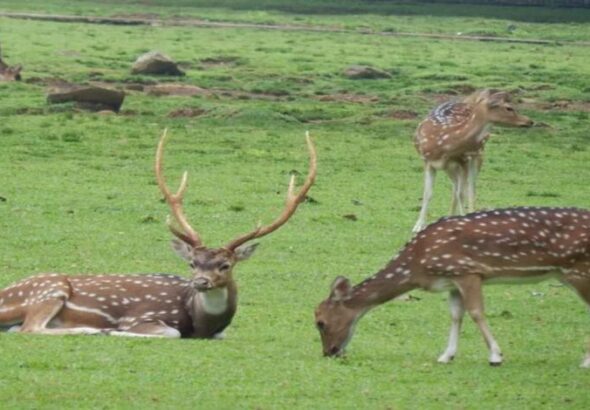 CHITAL