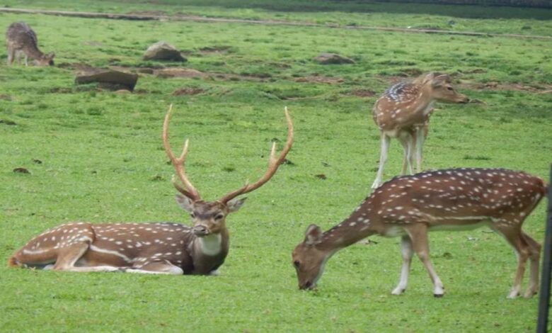 CHITAL