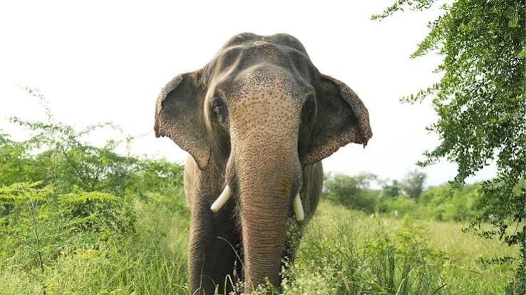 elephant 00