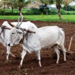 farmer