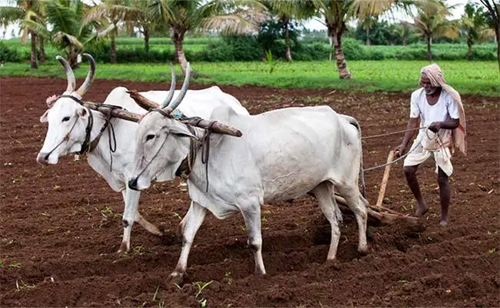 farmer