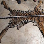 tiger