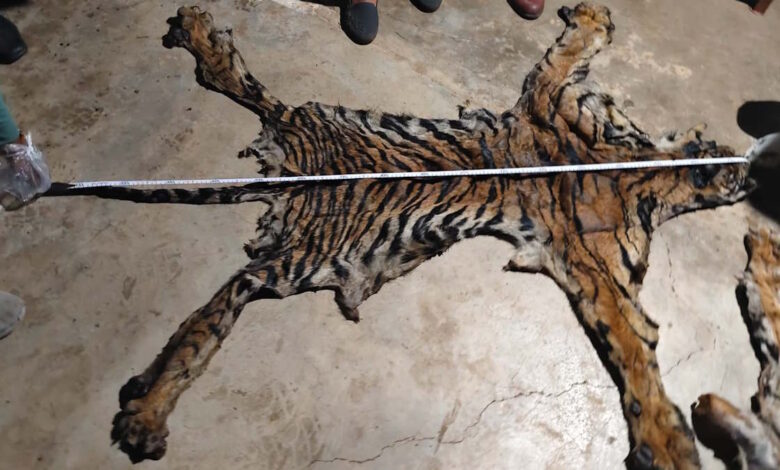 tiger